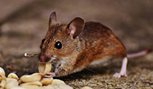 24 Hour & Emergency Exterminators in Check, VA
